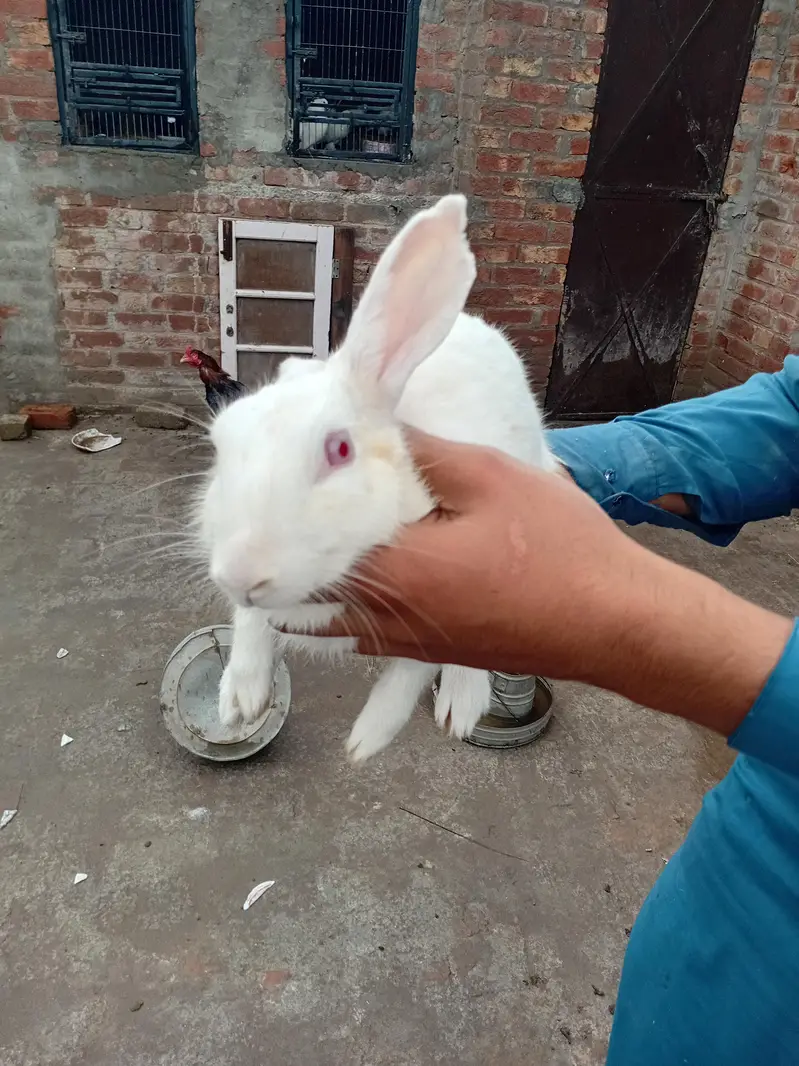 male or fimale dono ha x kiya ha in ke bache bi ha 4 — photo 9