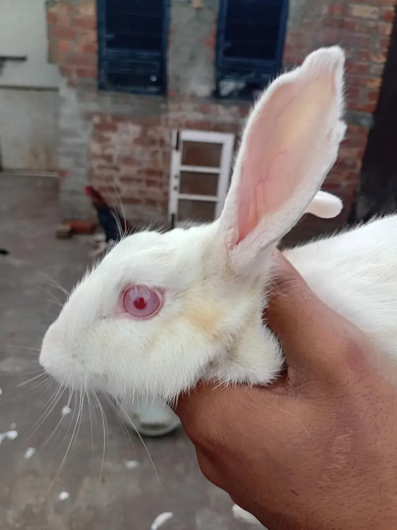 male or fimale dono ha x kiya ha in ke bache bi ha 4 — photo 10