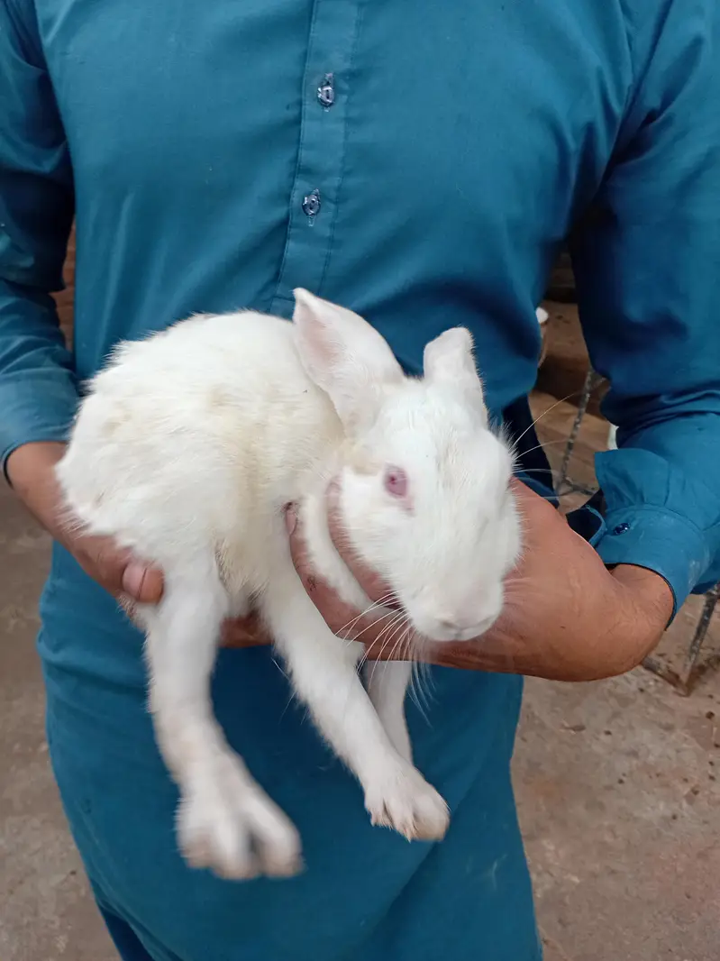 male or fimale dono ha x kiya ha in ke bache bi ha 4 — photo 11