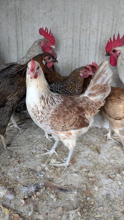 dasi hens for sale 03266214656