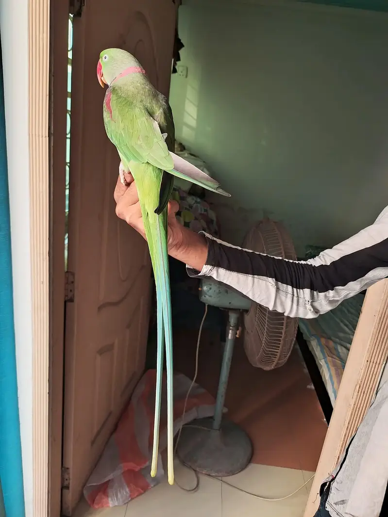 raw parrot male — photo 2