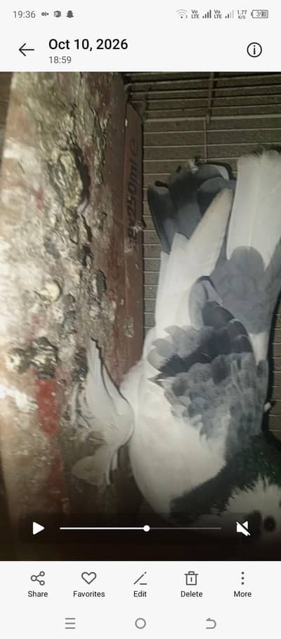 Fancy pigeon  breeding pair