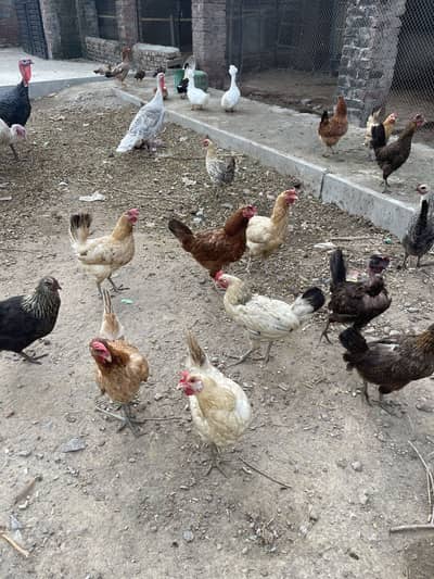 Desi murgiye for sale
