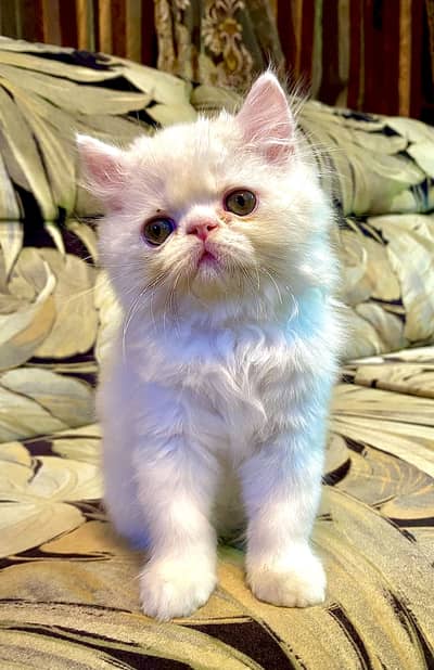 Persian Kitten