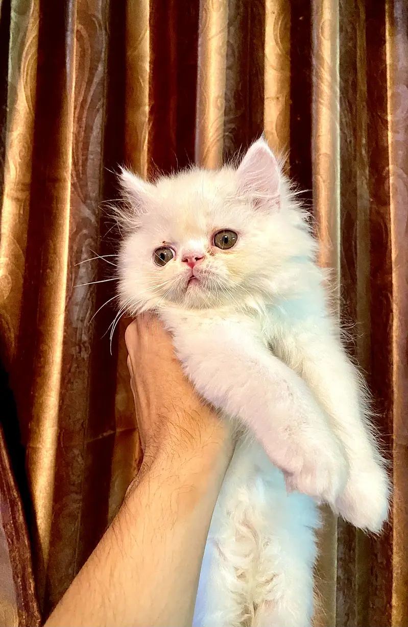 Persian Kitten — photo 2