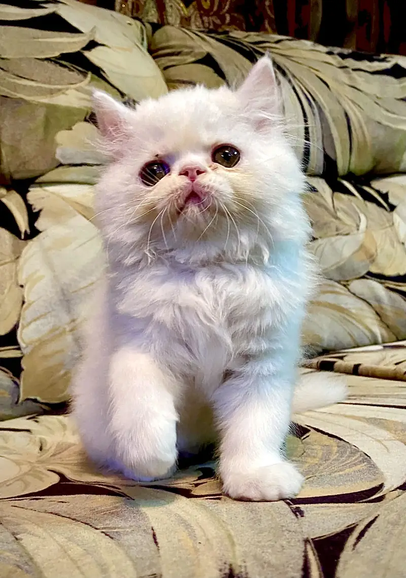 Persian Kitten — photo 3