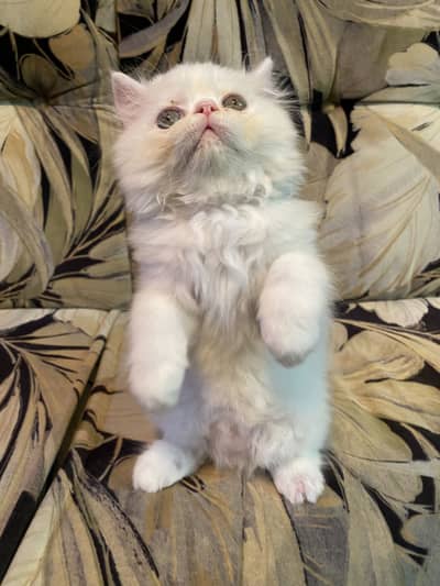 Male Persian Kitten