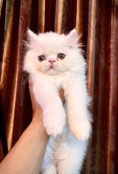 Male Persian Kitten