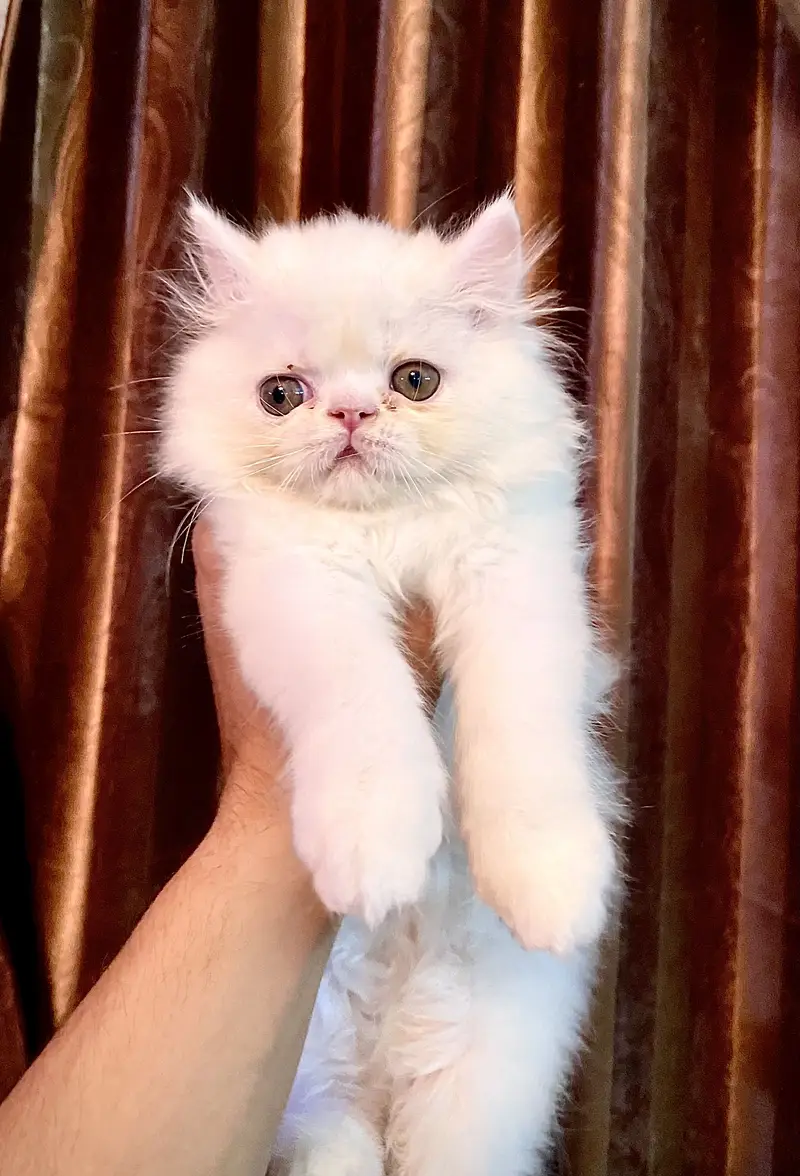 Persian Kitten — photo 5