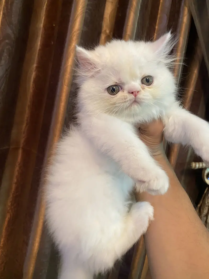 Persian Kitten — photo 6