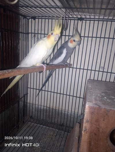 Beautiful cockatiel and bugies pair for sale