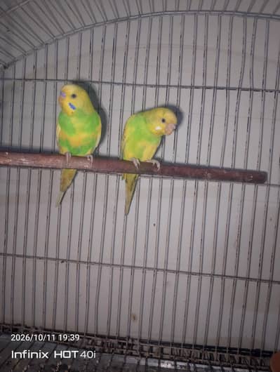 Beautiful bugies pair for sale
