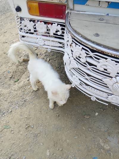 urgent sale
