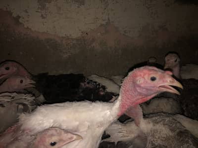 Turkey breeder and chicks