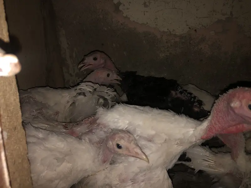 Turkey breeder and chicks — photo 2