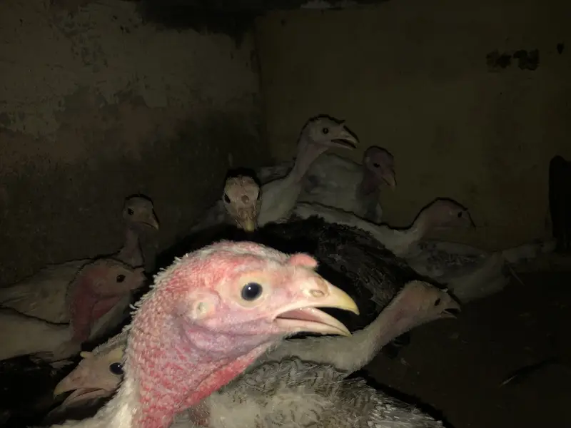 Turkey breeder and chicks — photo 3