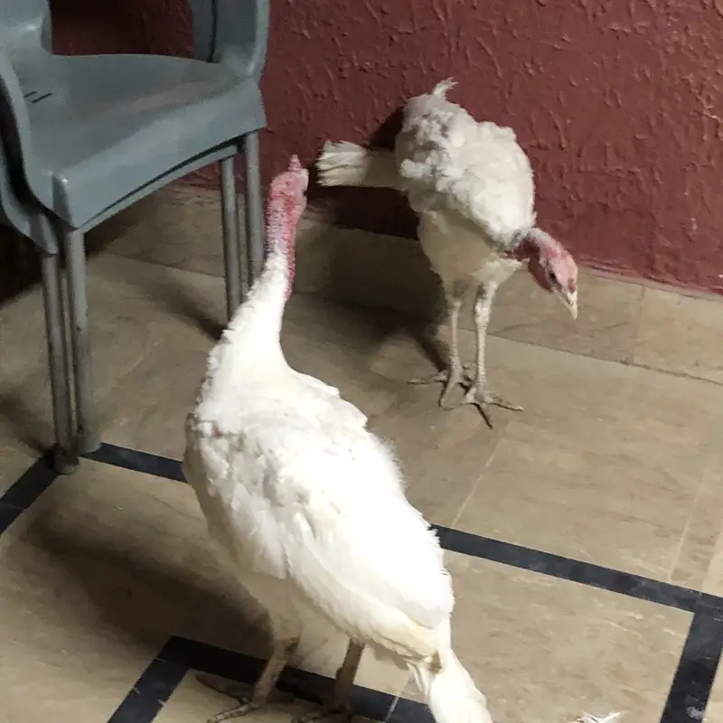 Turkey breeder and chicks — photo 4
