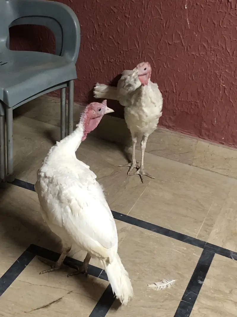 Turkey breeder and chicks — photo 5