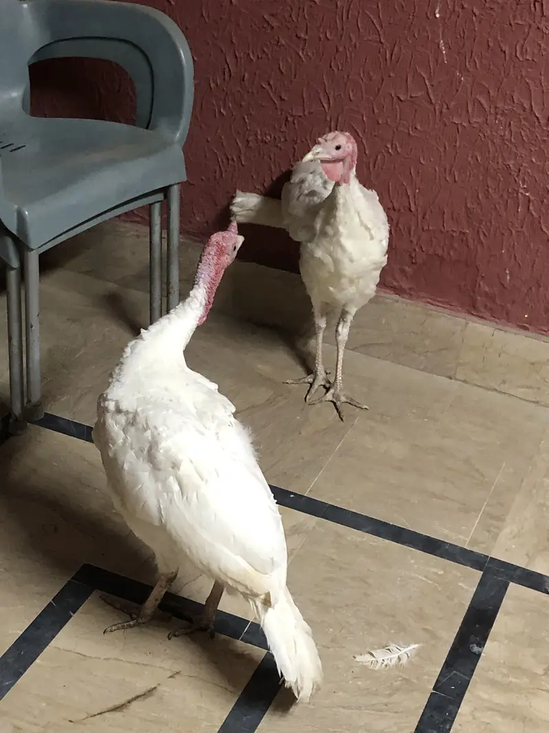 Turkey breeder and chicks — photo 6