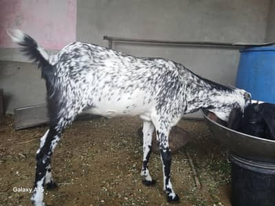 Maki cheni female