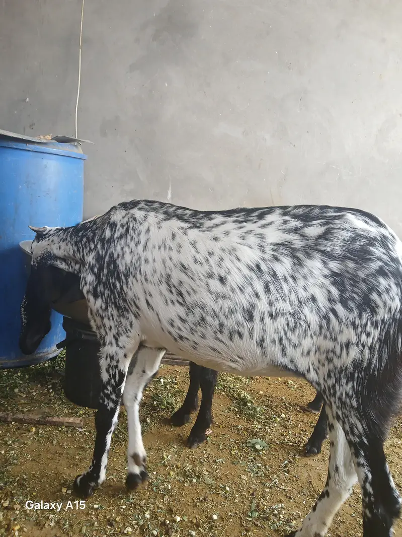 Maki cheni female — photo 2