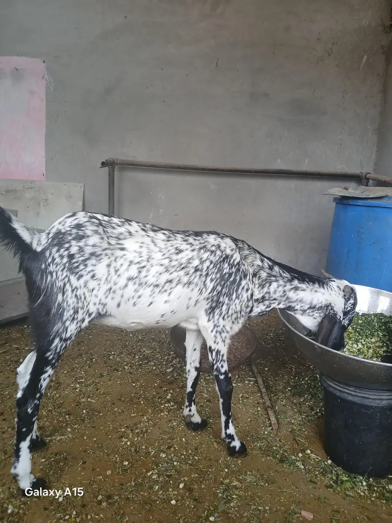 Maki cheni female — photo 3