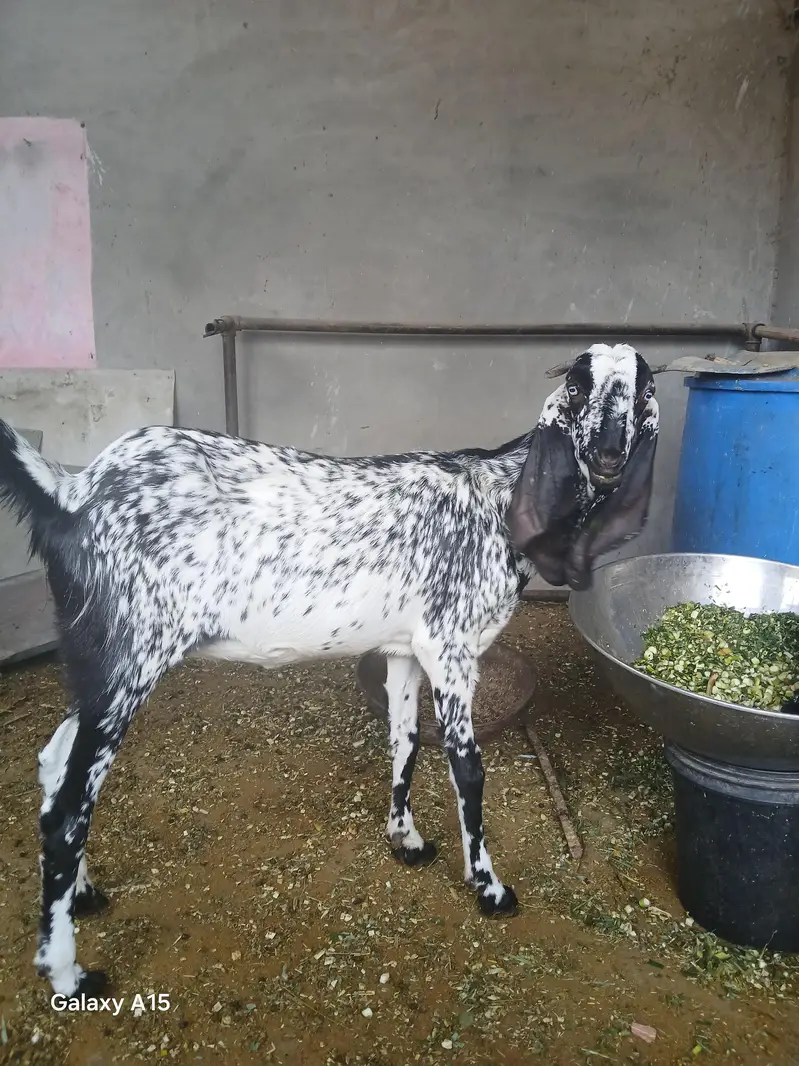 Maki cheni female — photo 4