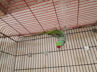 parrots for seel 1 pair and 1 male