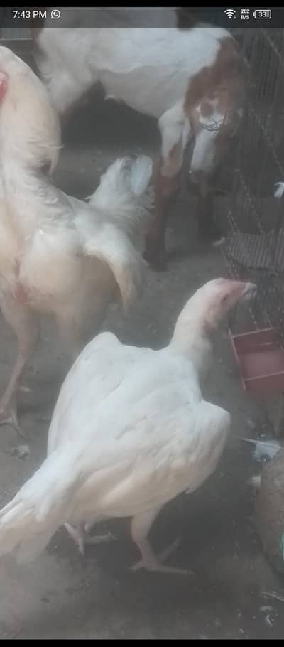 top quality Hera female whatsap 03162659925