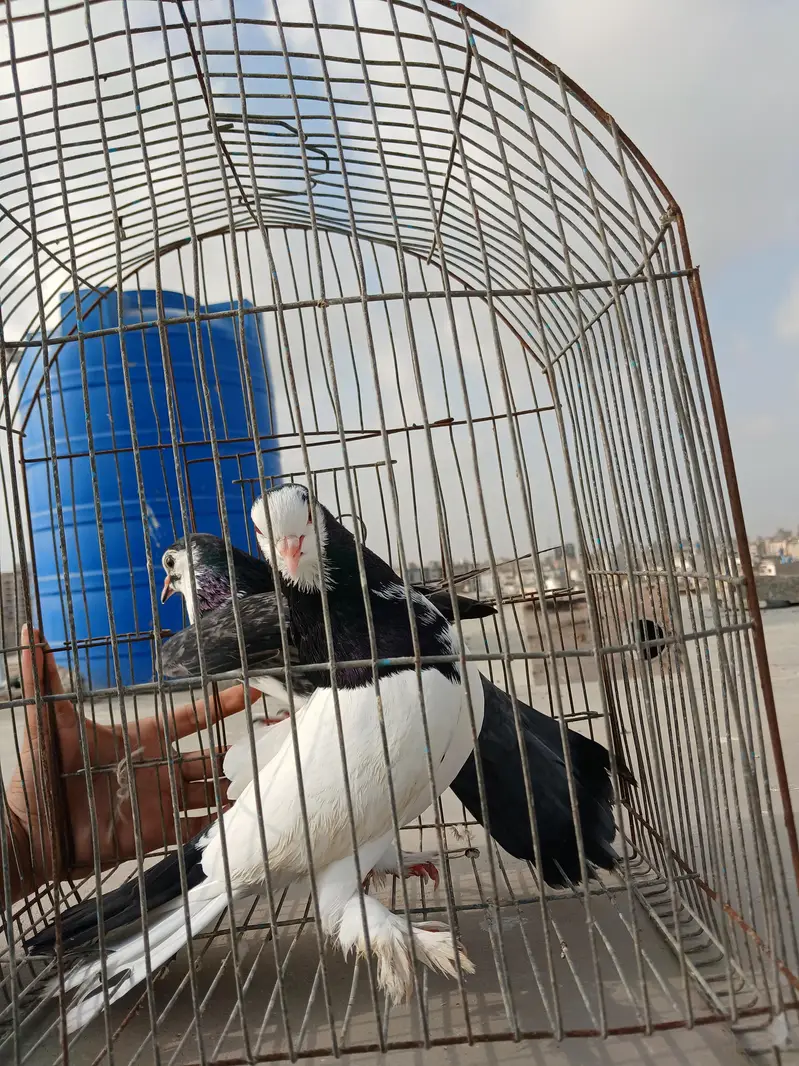kabootar — photo 2
