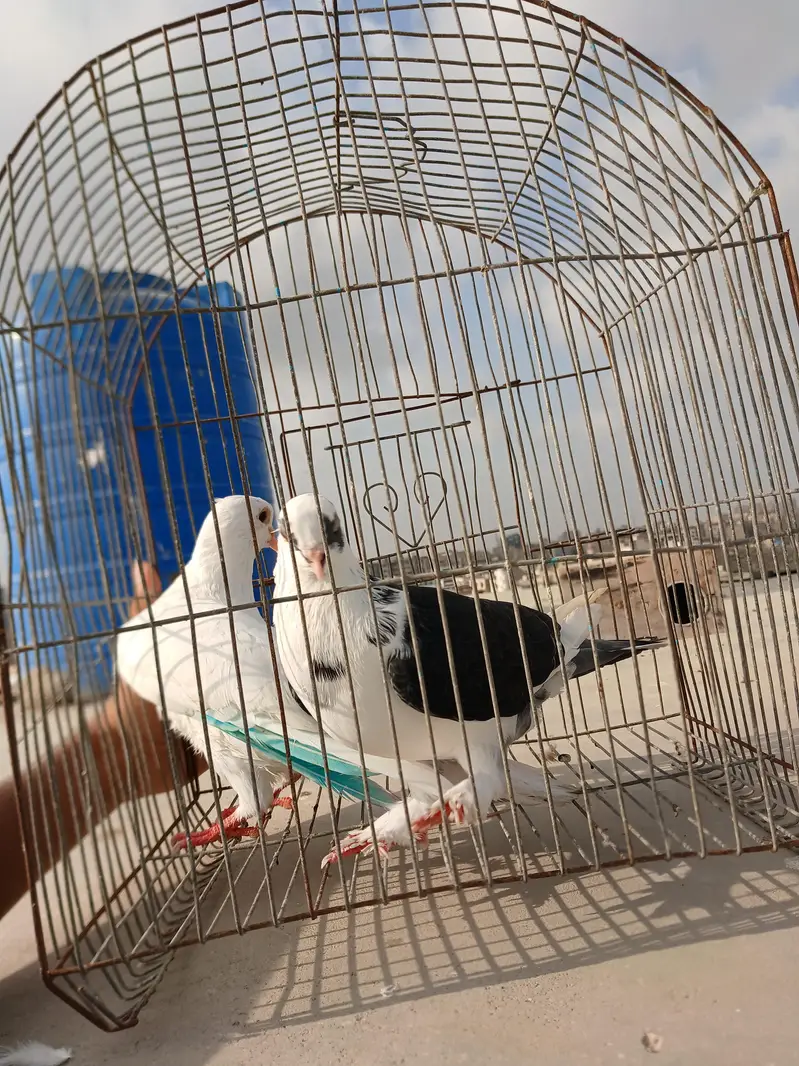 kabootar — photo 6