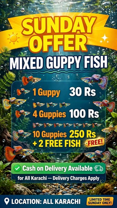 guppy fish wholesale