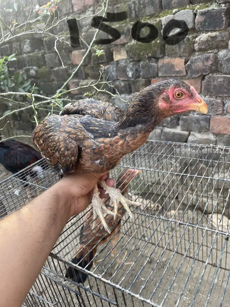 Mian wali murgiye for sale — photo 2