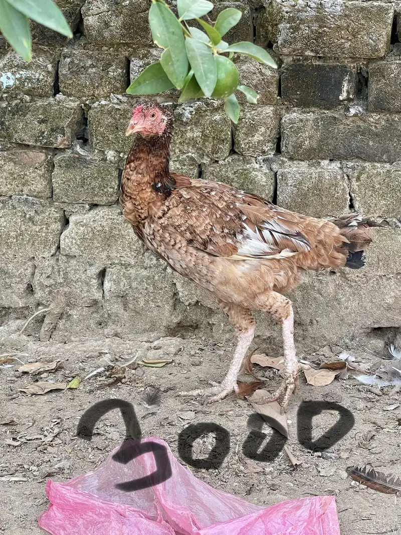 Mian wali murgiye for sale — photo 4