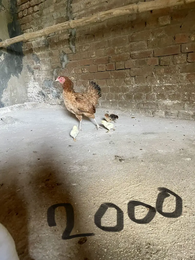 Mian wali murgiye for sale — photo 5