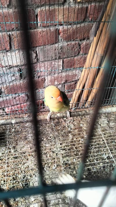 love bird for sale