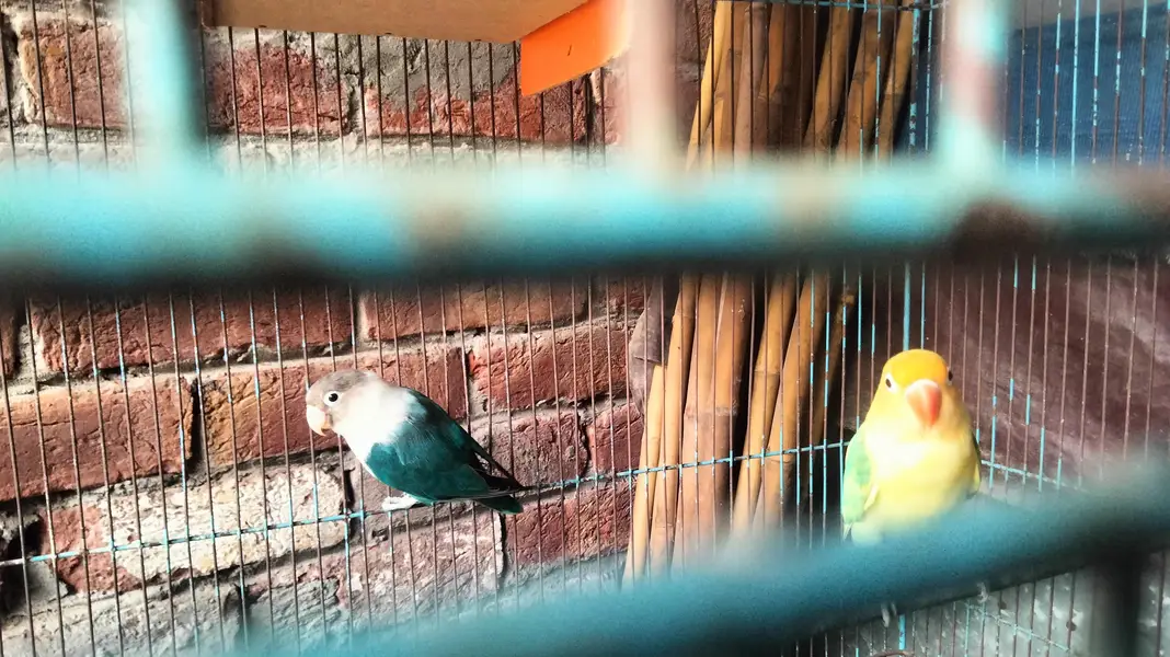 love bird for sale — photo 2