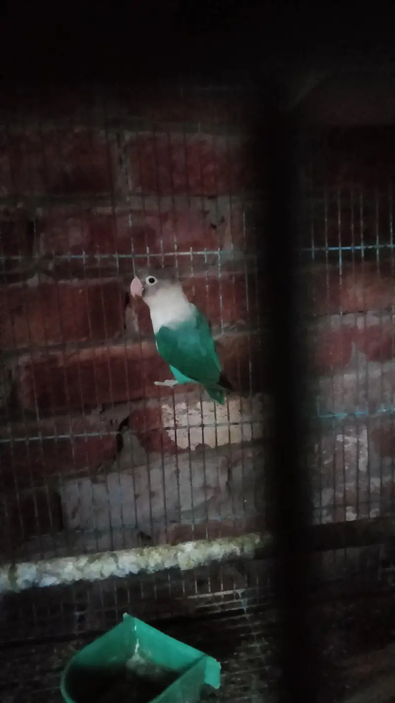 love bird for sale — photo 3