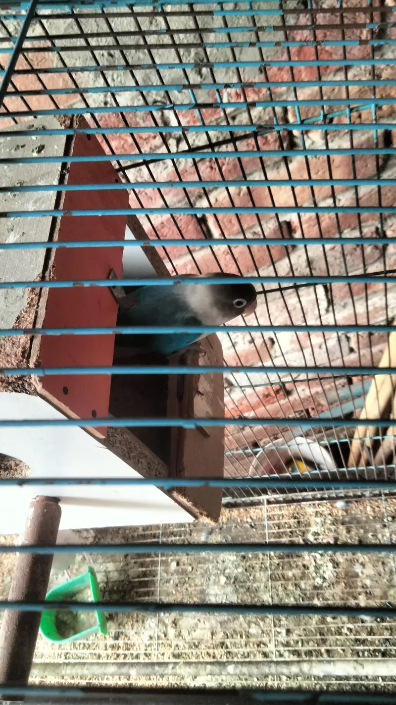 love bird for sale — photo 4