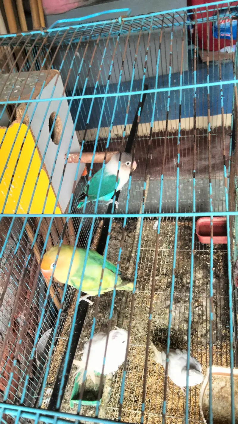 love bird for sale — photo 6