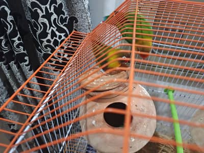 Fisher Lovebirds 4Pcs With Master Cage & 2 Matki Full Setup For Sale