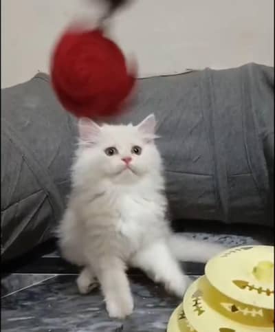 Cute Persian Kitten Available | Healthy & Beautiful Persian Cat
