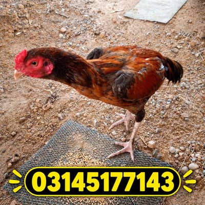 pure aseel cock