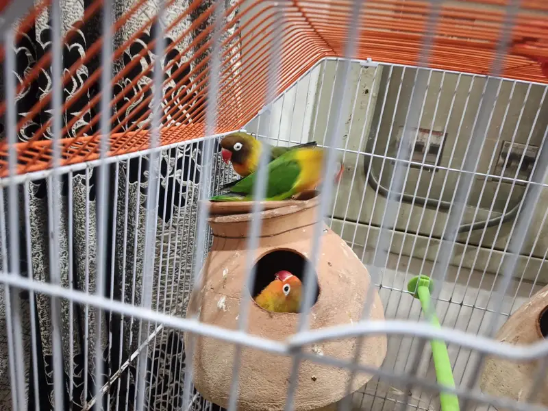 Fisher Lovebirds 4Pcs With Master Cage & 2 Matki Full Setup For Sale — photo 2
