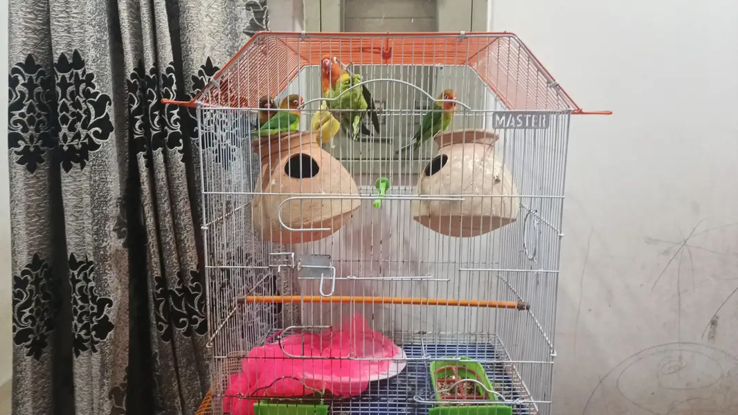 Fisher Lovebirds 4Pcs With Master Cage & 2 Matki Full Setup For Sale — photo 5