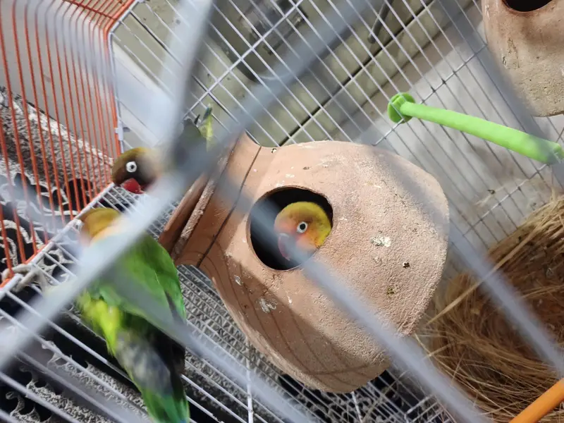 Fisher Lovebirds 4Pcs With Master Cage & 2 Matki Full Setup For Sale — photo 6