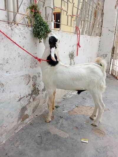 Tapra looking for a new shelter