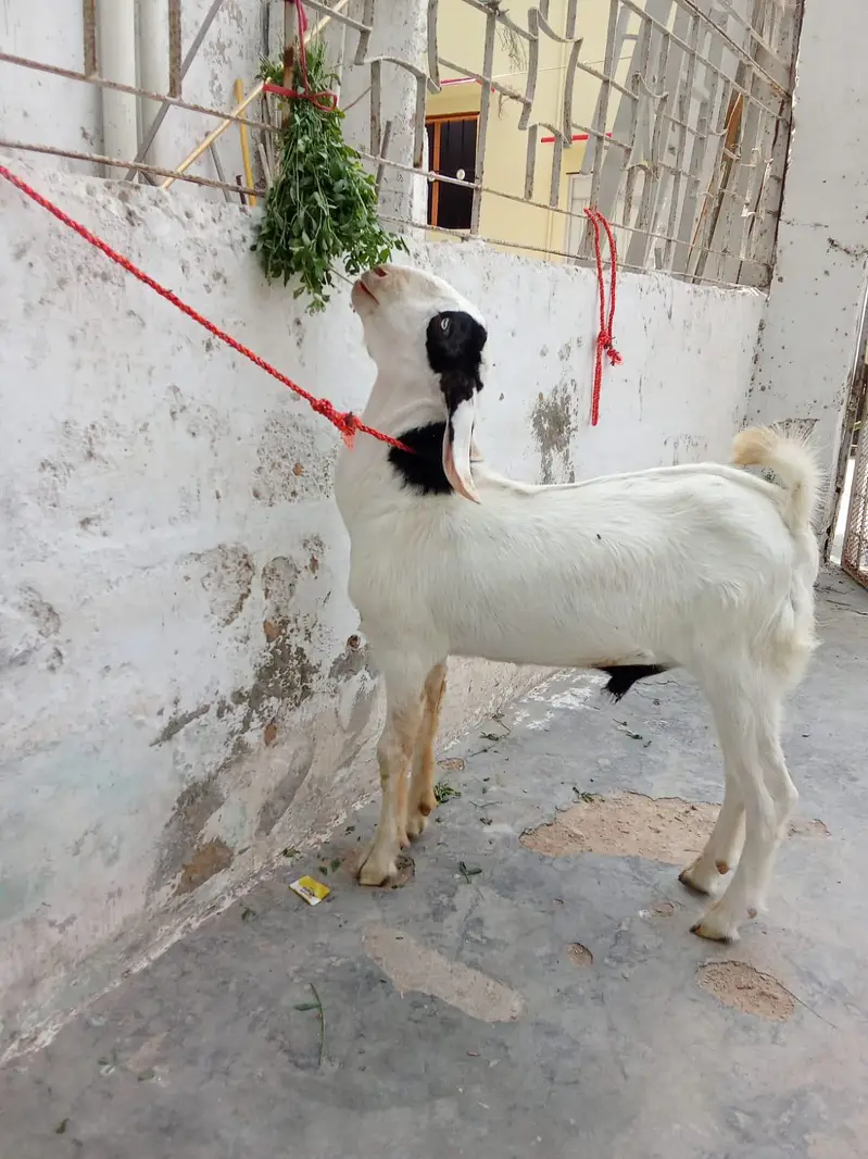 Tapra looking for a new shelter — photo 2