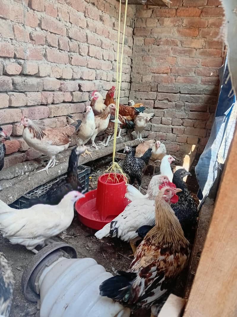 Desi murga 1