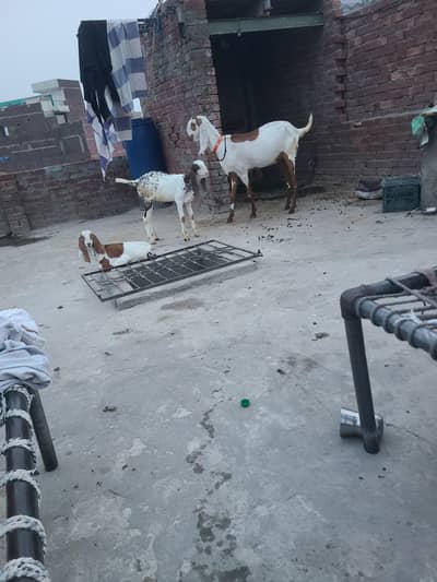 rajanpuri baqri saat 2 bache for sale